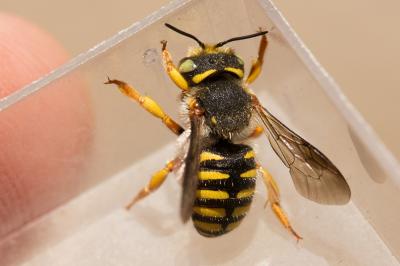  Anthidium oblongatum (Illiger, 1806)