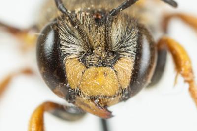  Anthidium oblongatum (Illiger, 1806)