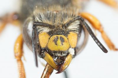  Anthidium oblongatum (Illiger, 1806)