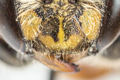  Anthidium oblongatum (Illiger, 1806)