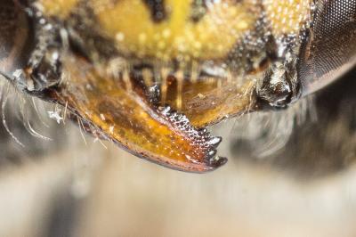  Anthidium oblongatum (Illiger, 1806)