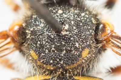  Anthidium oblongatum (Illiger, 1806)
