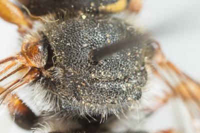  Anthidium oblongatum (Illiger, 1806)