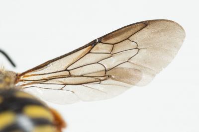  Anthidium oblongatum (Illiger, 1806)
