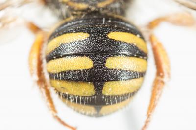  Anthidium oblongatum (Illiger, 1806)
