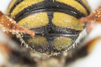  Anthidium oblongatum (Illiger, 1806)