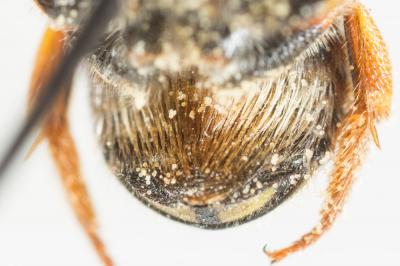  Anthidium oblongatum (Illiger, 1806)