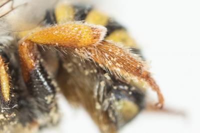  Anthidium oblongatum (Illiger, 1806)