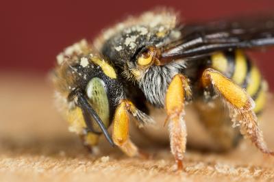  Anthidium oblongatum (Illiger, 1806)
