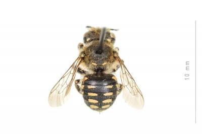  Anthidium punctatum Latreille, 1809