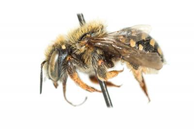  Anthidium punctatum Latreille, 1809