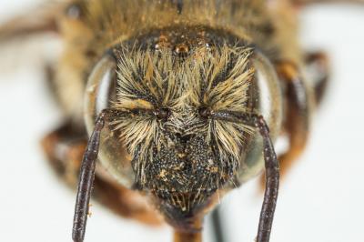  Anthidium punctatum Latreille, 1809