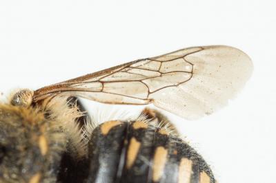  Anthidium punctatum Latreille, 1809