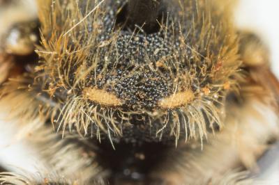  Anthidium punctatum Latreille, 1809