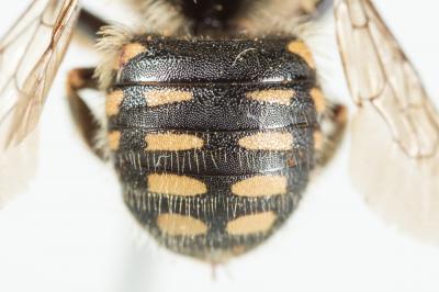  Anthidium punctatum Latreille, 1809