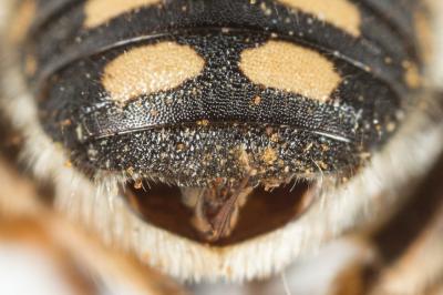  Anthidium punctatum Latreille, 1809