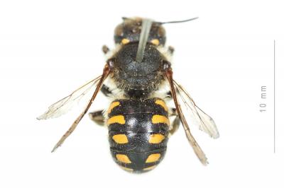  Anthidium septemspinosum Lepeletier, 1841