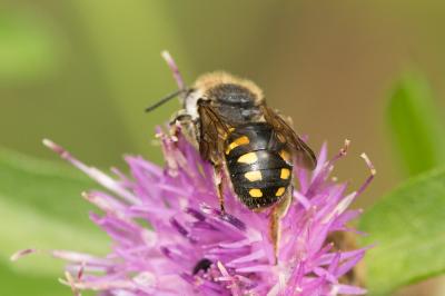  Anthidium septemspinosum Lepeletier, 1841