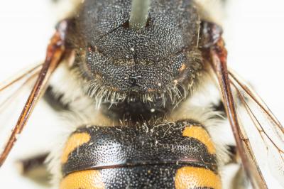  Anthidium septemspinosum Lepeletier, 1841