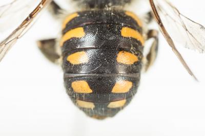  Anthidium septemspinosum Lepeletier, 1841