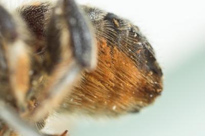  Anthidium septemspinosum Lepeletier, 1841
