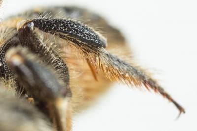  Anthidium septemspinosum Lepeletier, 1841