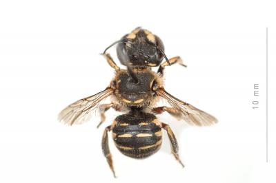  Anthidium taeniatum Latreille, 1809