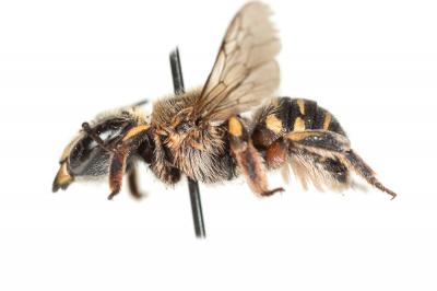  Anthidium taeniatum Latreille, 1809