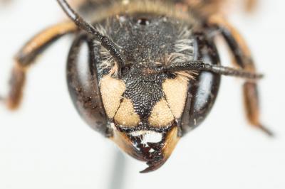  Anthidium taeniatum Latreille, 1809