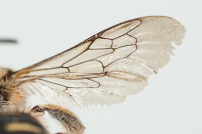  Anthidium taeniatum Latreille, 1809