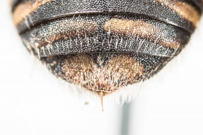  Anthidium taeniatum Latreille, 1809