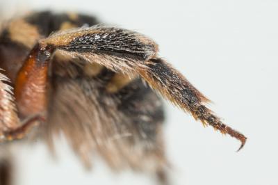  Anthidium taeniatum Latreille, 1809