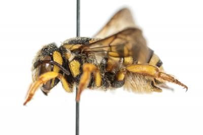  Icteranthidium grohmanni (Spinola, 1838)