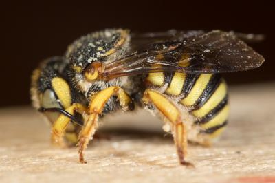  Icteranthidium grohmanni (Spinola, 1838)