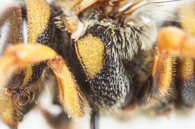 Icteranthidium grohmanni (Spinola, 1838)
