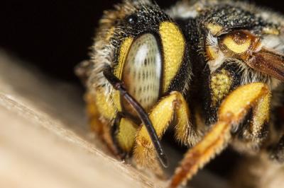  Icteranthidium grohmanni (Spinola, 1838)