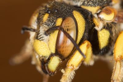  Icteranthidium grohmanni (Spinola, 1838)
