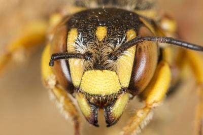  Icteranthidium grohmanni (Spinola, 1838)