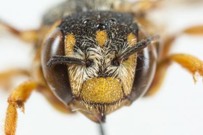  Icteranthidium grohmanni (Spinola, 1838)