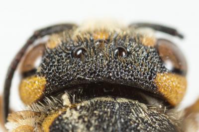  Icteranthidium grohmanni (Spinola, 1838)