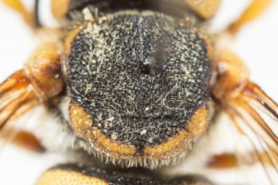  Icteranthidium grohmanni (Spinola, 1838)