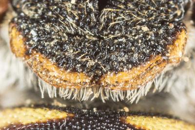  Icteranthidium grohmanni (Spinola, 1838)