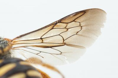  Icteranthidium grohmanni (Spinola, 1838)
