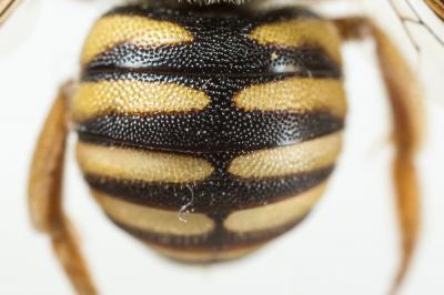  Icteranthidium grohmanni (Spinola, 1838)