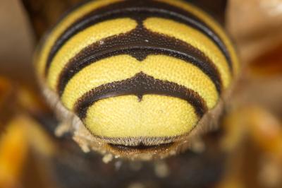  Icteranthidium grohmanni (Spinola, 1838)
