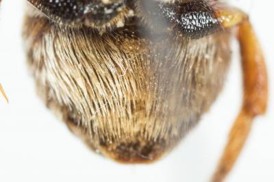  Icteranthidium grohmanni (Spinola, 1838)