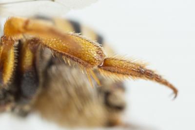  Icteranthidium grohmanni (Spinola, 1838)