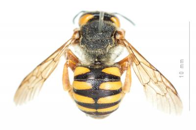  Icteranthidium laterale (Latreille, 1809)