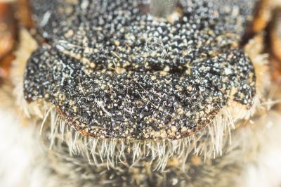  Icteranthidium laterale (Latreille, 1809)