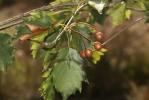 Alisier des bois, Alisier torminal, Alouchier Sorbus torminalis (L.) Crantz, 1763
